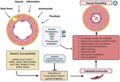 Light at the ENDothelium-role of Sox17 and Runx1 in endothelial dysfunction and pulmonary arterial hypertension